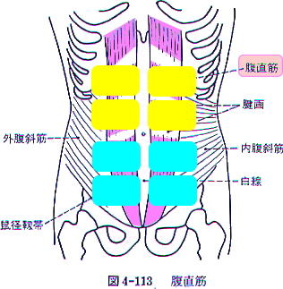 Total 15 5kg 79日目 ナール ９日目 ここにパッド貼ってます Ll Size